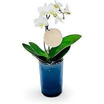 コチョウラン 000000000688_AwcIJ0c.jpg